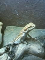 /album/aqua-terra-95/bartagame-red-jpg/